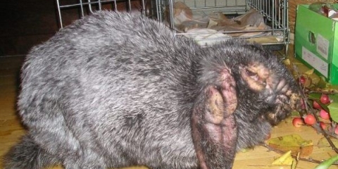 Glavne bolesti ušiju kod kunića i njihovo liječenje