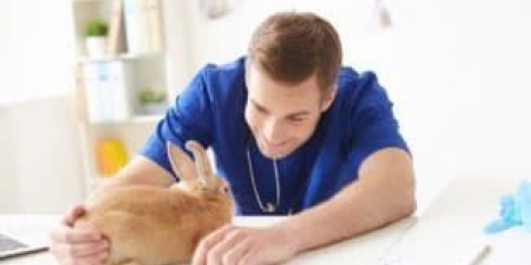 Glavne bolesti gastrointestinalnog trakta kod kunića su hemoragije, helmintiaze, kokcidioze