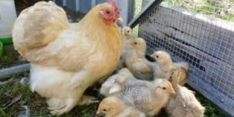 Glavne klasifikacije pasmina pilića