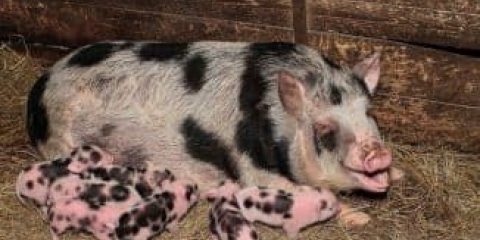 Glavne pasmine svinja u rusiji i njihova klasifikacija