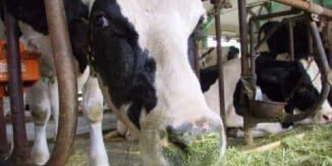 Osnovna pravila za ishranu krava i teladi