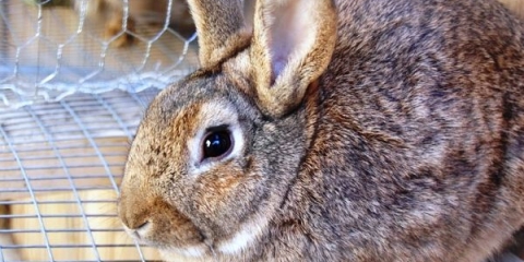 Glavni uzroci i liječenje proljeva kod kunića