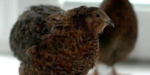 Karakteristike engleske crne prepelice