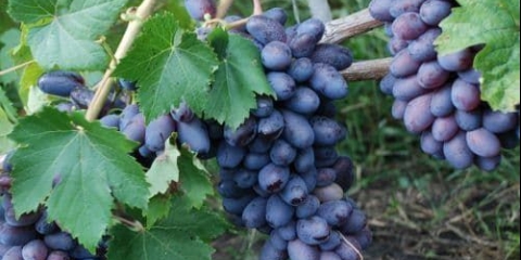 Značajke crnog grožđa otpornog na mraz baikonur