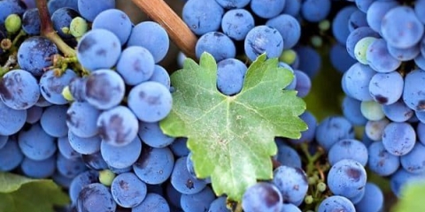 Karakteristike crnog grožđa kišmiš atika