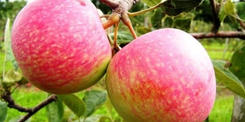 Karakteristike bombonskog drveta jabuke