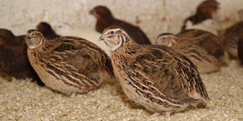 Značajke hranjenja prepelica kod kuće
