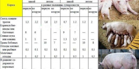 Osobine ishrane gravidnih krmača