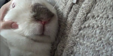 Značajke liječenja infektivnog stomatitisa kod kunića i njegove posljedice