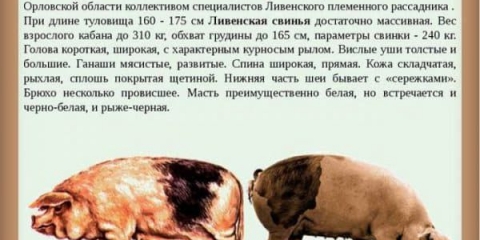 Karakteristike livenske rase svinja