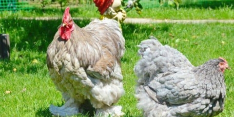 Karakteristike mesne pasmine pilića cochin