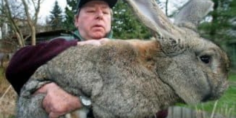 Osobine mesnih pasmina zečeva