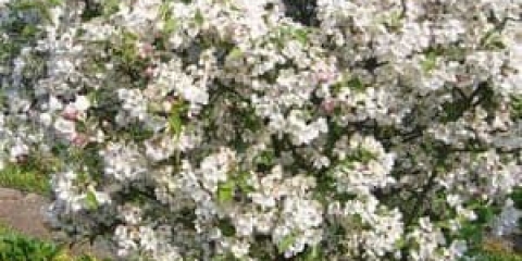 Značajke rezidbe mladog stabla jabuke