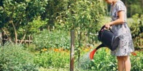 Karakteristike zalijevanja kruške