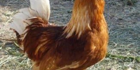 Karakteristike pasmine pilića brown nick