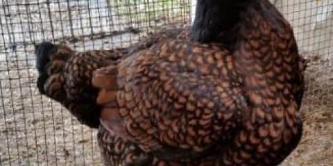 Karakteristike korniške pasmine pilića