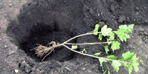 Značajke sadnje crne ribizle