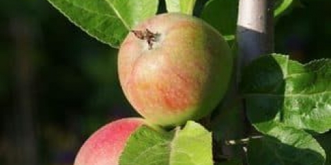 Značajke sadnje i uzgoja stabala jabuka valuta
