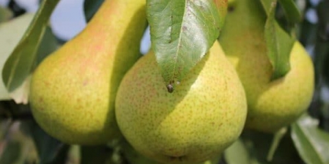 Istaknute karakteristike kasne kruške