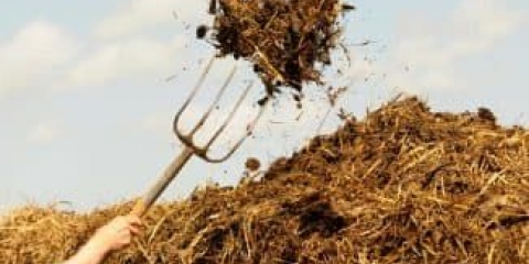 Značajke upotrebe stajnjaka pri gnojidbi ribizla