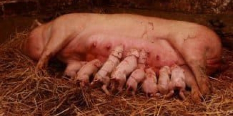 Karakteristike procesa intervjuisanja svinja