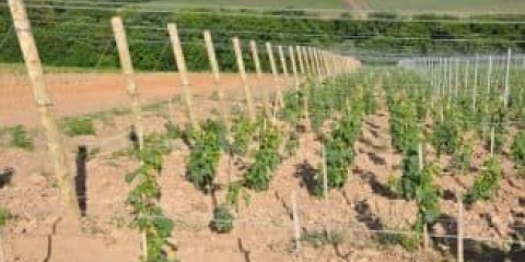 Značajke razmnožavanja grožđa reznicama