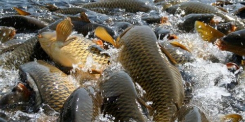 Značajke uzgoja šarana kod kuće