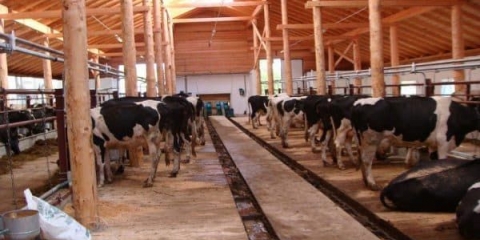 Karakteristike uzgoja krava za posao