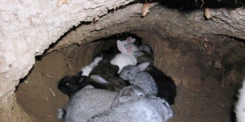 Značajke uzgoja kunića u jamama