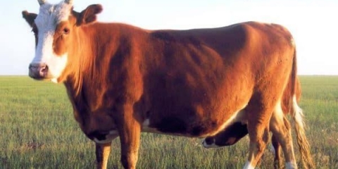 Karakteristike ruske pasmine krava - kalmik