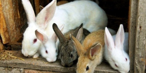 Značajke držanja i uzgoja kunića kod kuće