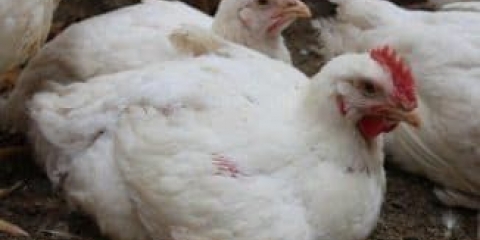 Značajke držanja i uzgoja brojlerskih rasa pilića