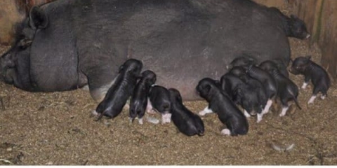 Značajke držanja prasadi i svinja zimi kod kuće