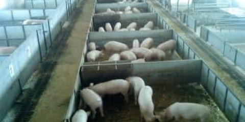 Karakteristike držanja svinja u pomoćnoj farmi