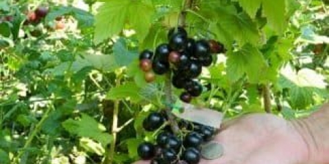Karakteristike sorte crne ribizle snažne