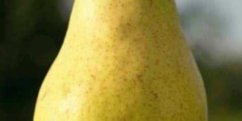 Karakteristike sorte kruške duchess