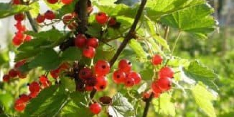 Karakteristike sorte crvene ribizle natali