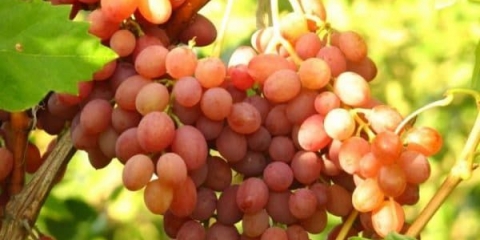 Karakteristike sorte blistavog grožđica