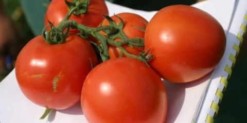 Značajke sorte paradajza početnik