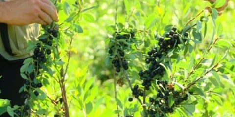 Karakteristike sorte trešnje bessey