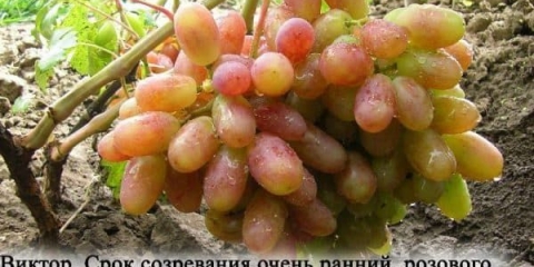 Karakteristike stolnog grožđa victor