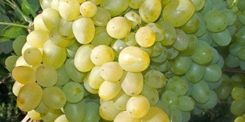 Karakteristike super ranog grožđa super extra