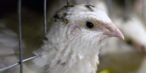 Karakteristike teksaške prepelice