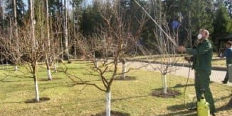 Značajke njege stabala jabuke