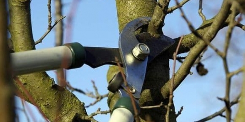 Karakteristike proljetne rezidbe kruške