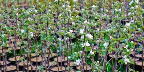 Karakteristike proljetne sadnje stabala jabuka sadnicama