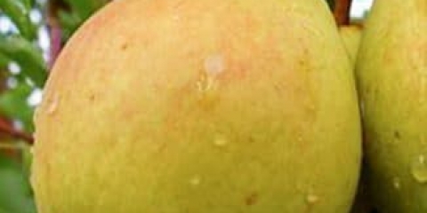 Značajke uzgoja krušaka u sibiru