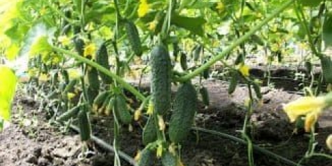 Karakteristike uzgoja krastavaca