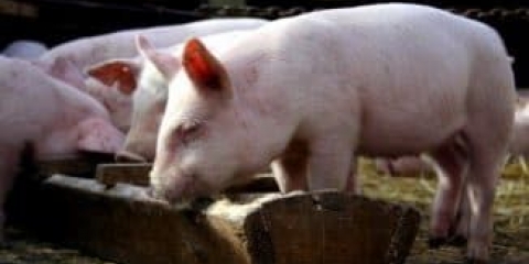 Značajke uzgoja svinja kod kuće