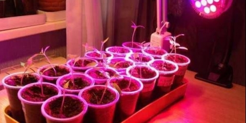 Osvetljenje sadnica led lampama